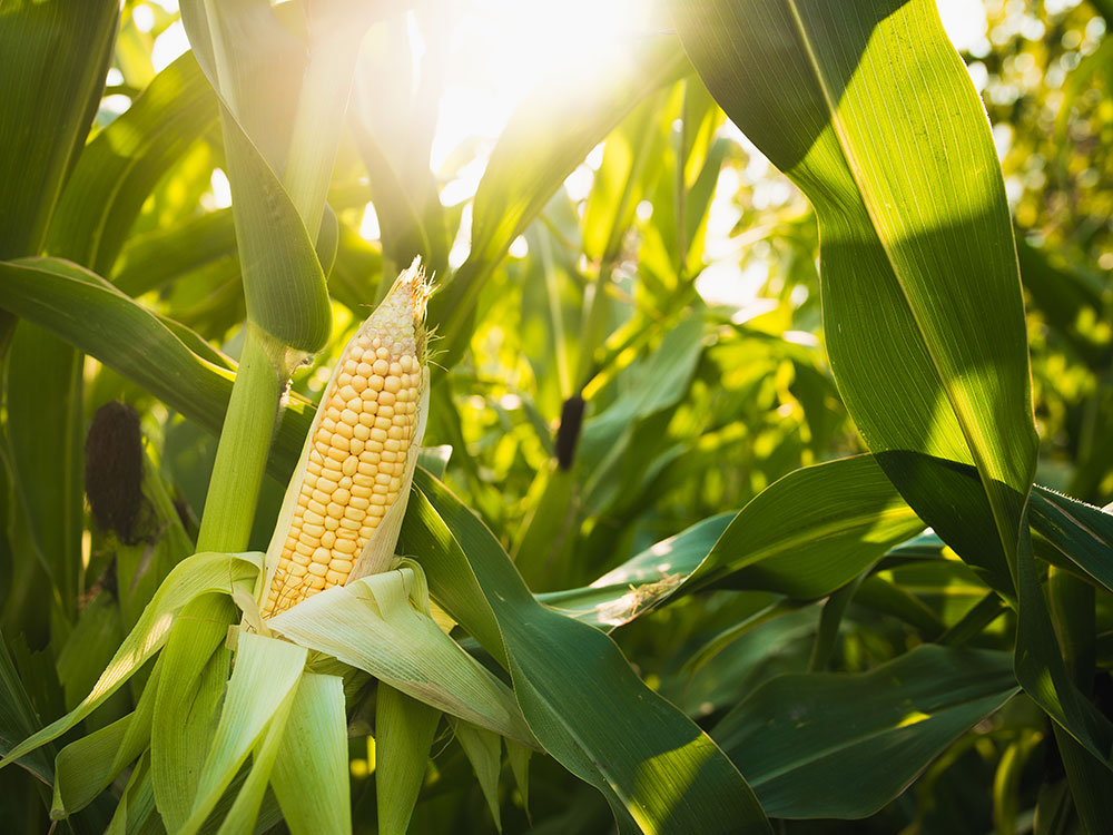 Pioneer Hi-Bred Grain Corn